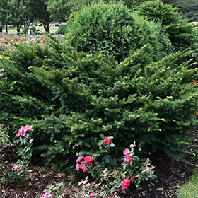 Plant Photo 7