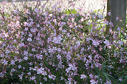 Stratosphere™ Pink Picotee Gaura (Gaura lindheimeri 'Gaudpin') in ...